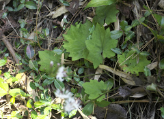Ainsliaea cordifolia
