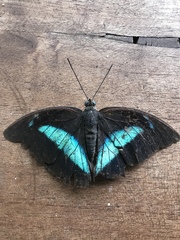 Archaeoprepona demophon centralis