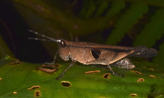 Xiphiola cyanoptera