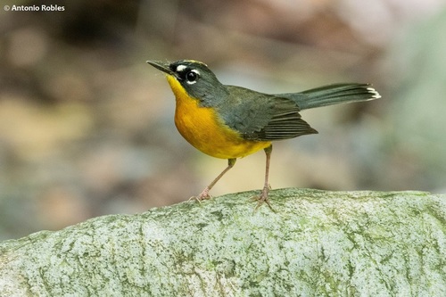 Fan-tailed Warbler