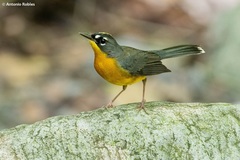 Fan-Tailed Warbler photo 4
