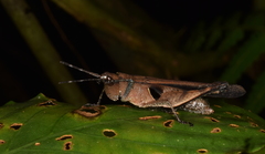 Xiphiola cyanoptera