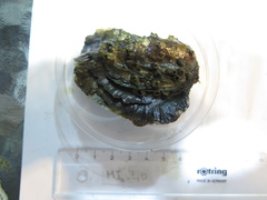 Saccostrea cuccullata