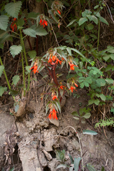 Begonia boliviensis