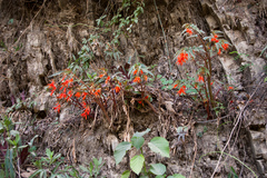Begonia boliviensis