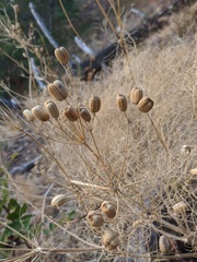 Prangos trifida