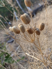 Prangos trifida