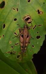 Xiphiola cyanoptera