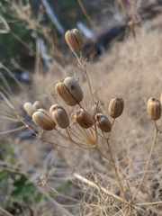 Prangos trifida