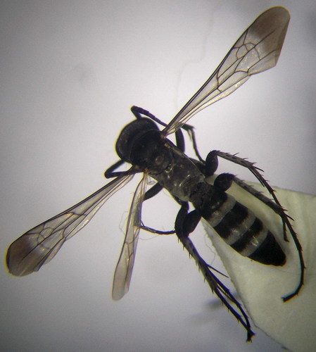 Aporinellus sexmaculatus