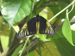 Troides amphrysus