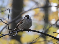Passer montanus