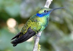 Colibri