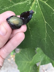 Vitaceae