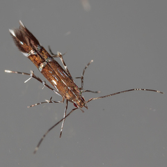 Cosmopterix pulchrimella