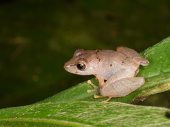 Pristimantis kichwarum