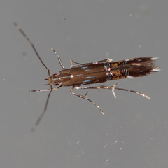 Cosmopterix pulchrimella