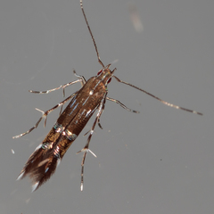 Cosmopterix pulchrimella