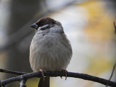 Passer montanus