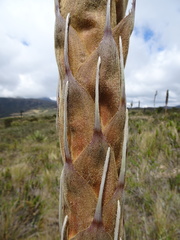 Puya santosii