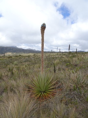 Puya santosii