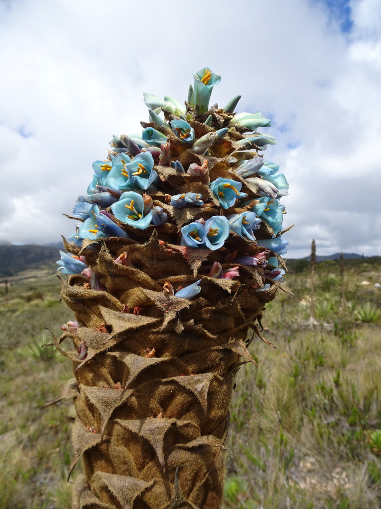 Puya santosii
