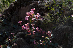 Begonia micranthera