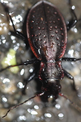 Carabus irregularis