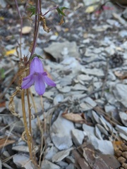Campanula sibirica taurica