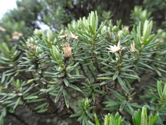 Linochilus rosmarinifolius