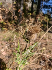 Cirsium laniflorum