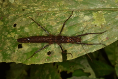 Creoxylus