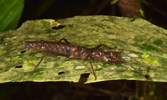 Creoxylus