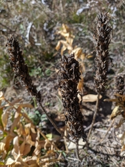 Pedicularis sibthorpii