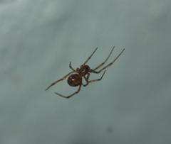 Steatoda triangulosa