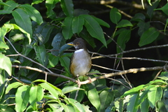 Turdus albicollis