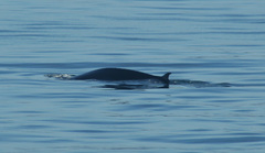 Balaenoptera edeni
