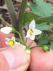 Solanum nigrum