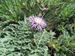 Psephellus declinatus