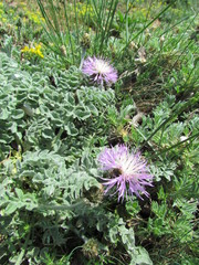 Psephellus declinatus