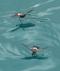 Elliot's Storm-Petrel photo 4
