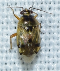Deraeocoris serenus