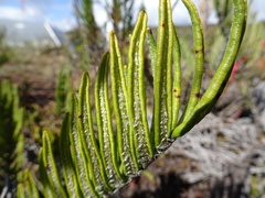 Blechnum loxense