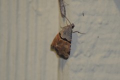 Cobubatha lixiva