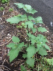 Solanum nigrum