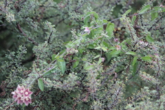 Funastrum elegans