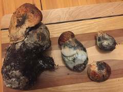 Leccinum ponderosum