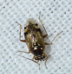 Deraeocoris serenus