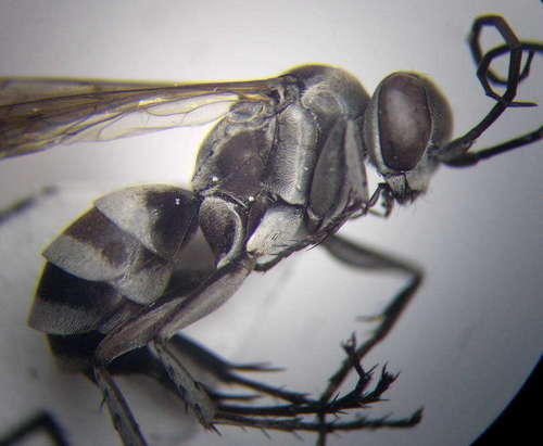 Aporinellus sexmaculatus