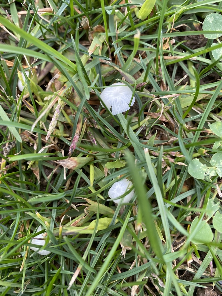 Delicatula integrella from suny college of environmental science and